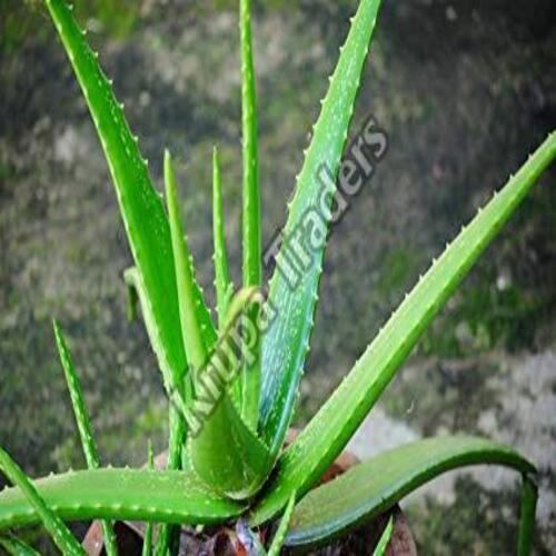 Organic and Natural Green Aloe Vera Plant