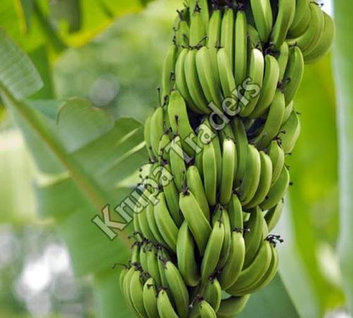 Green Organic And Natural Raw Banana