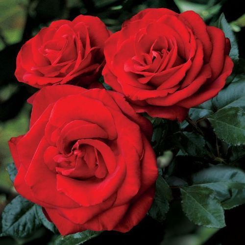 Organic And Natural Red Rose Flower Shelf Life: 7-10 Days