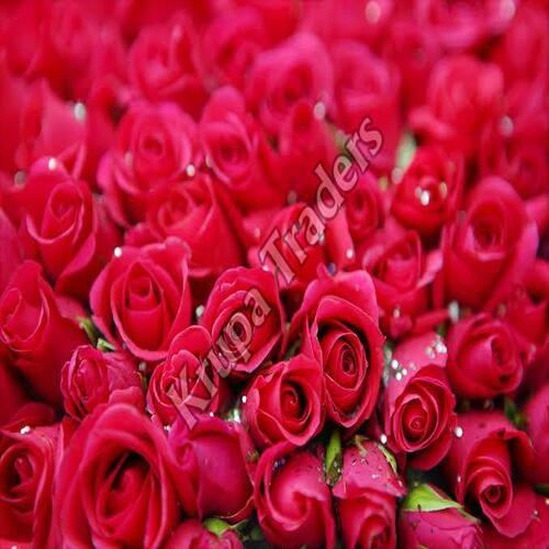Organic and Natural Red Rose Flower