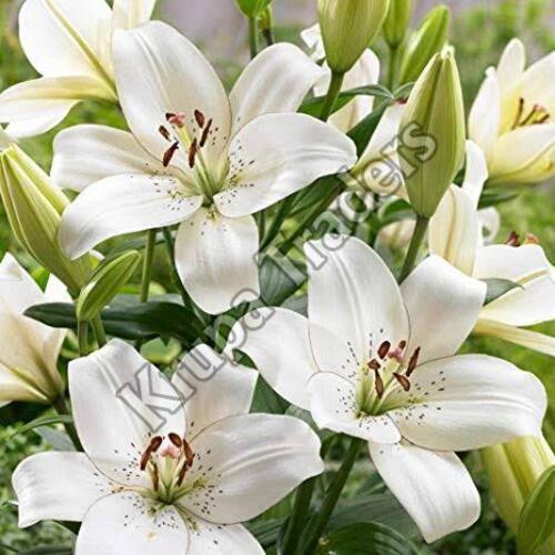 Organic and Natural White Lily Flower