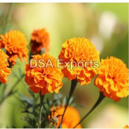 Organic Fresh Yellow Marigold Flowers