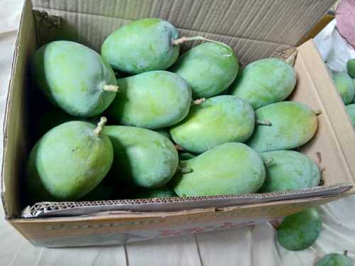 Organic Fresh Green Kesar Mango