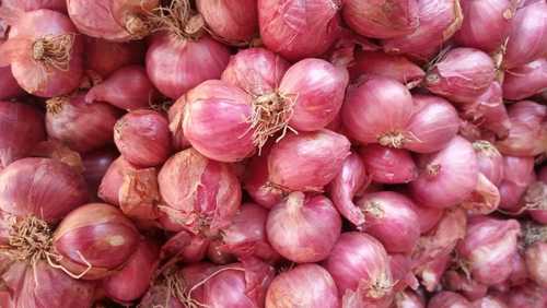 Wholesale Price Small Onion For Kerala