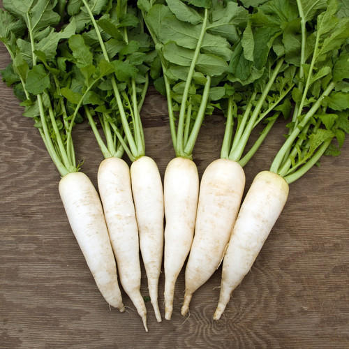 Healthy and Natural Fresh White Radish