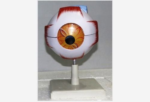 Human Eye Model For Medical Lab