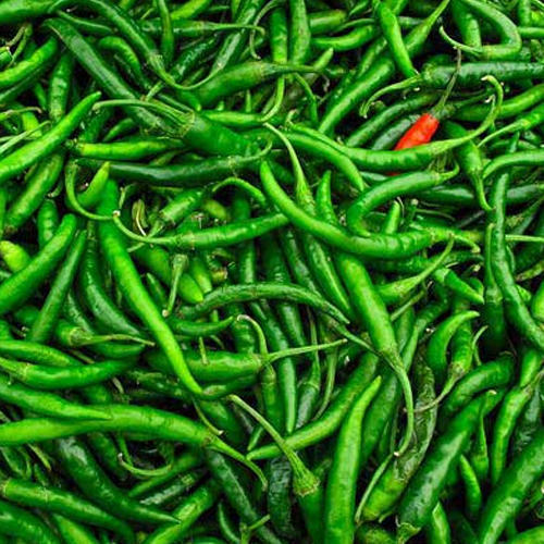 Organic And Natural Fresh Green Chilli Shelf Life: 10-15 Days