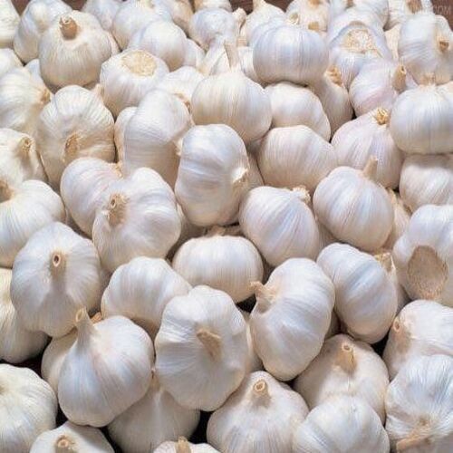Organic and Natural Fresh Garlic
