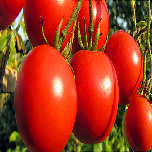 Organic And Natural Fresh Tomato Shelf Life: 7-10 Days