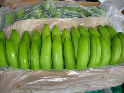 Fresh Green Cavendish Banana with Best Quality