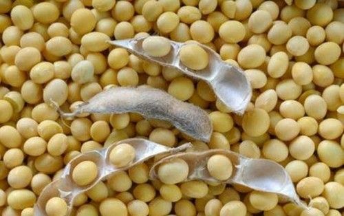 Pure Natural Soya Bean