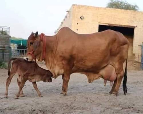 Sahiwal Cow with High Milking Capacity