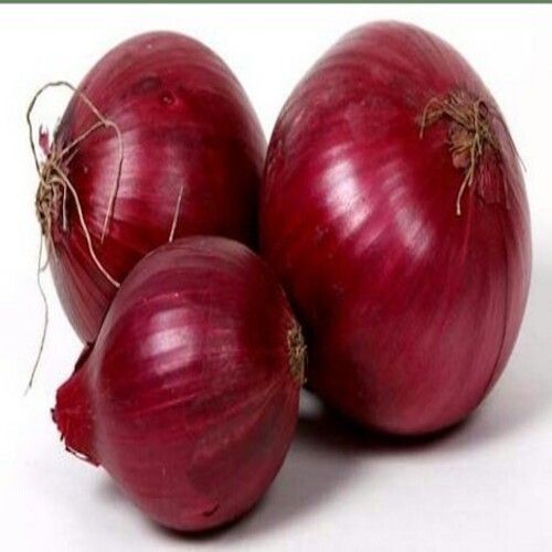 Organic and Natural Fresh Big Onion