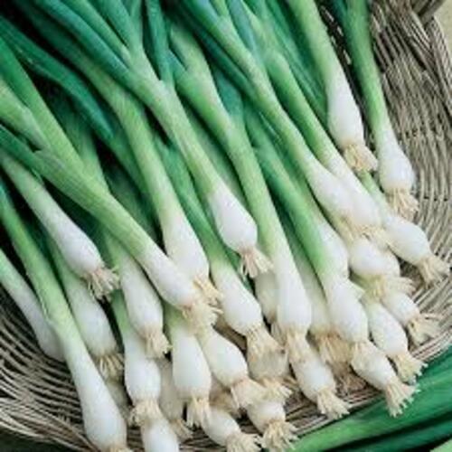 Organic And Natural Fresh Green Onion Shelf Life: 1 Months