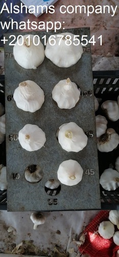 Farm Fresh White Garlic Shelf Life: 2 Years