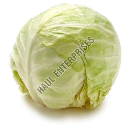 Organic and Healthy Fresh Cabbage