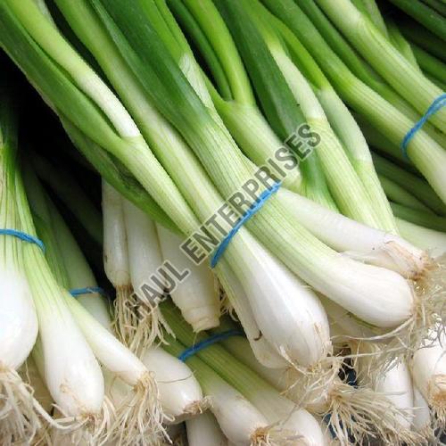 Organic and Natural Fresh Green Onion