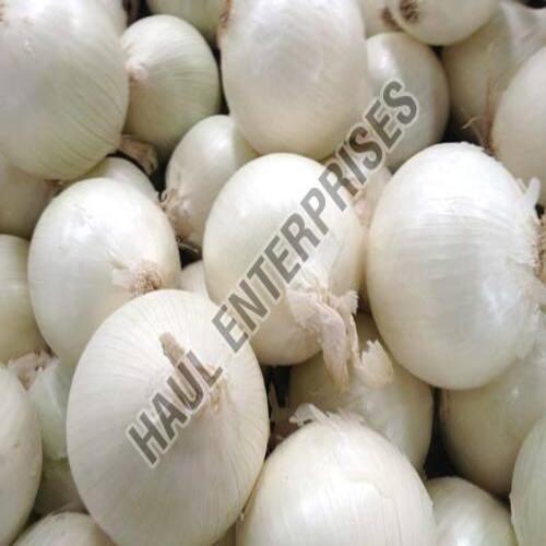 Round Organic And Natural Fresh White Onion