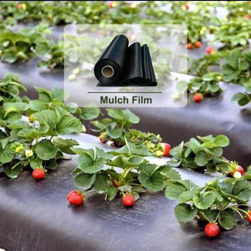 Agriculture Plastic Mulch Film