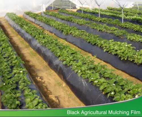 Black Agricultural Mulching Film