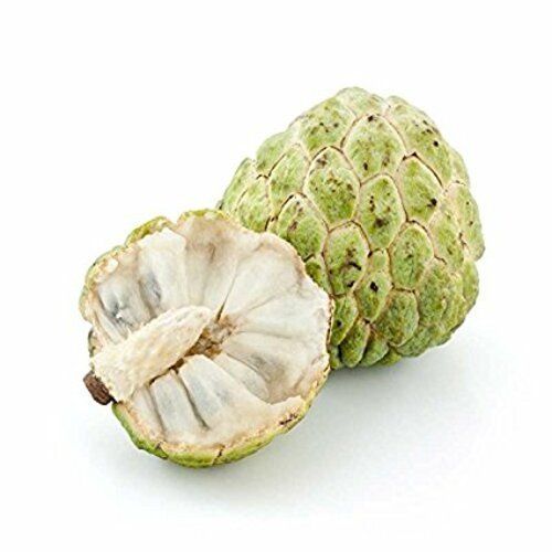 Organic And Natural Fresh Custard Apple Origin: India