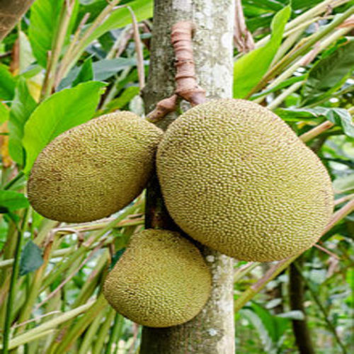 Fresh Organic Jackfruit - 50-1000kg Pack, High Protein Content, Raw Cooking Style, Natural Taste, Non Harmful