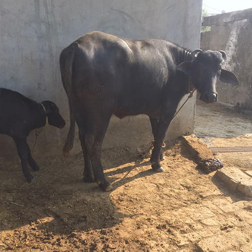 Black High Milk Yielding Murrah Breed Buffalo