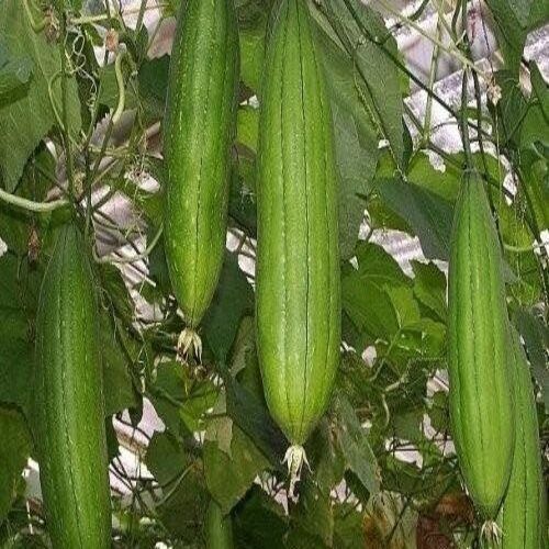 Organic And Natural Fresh Ridge Gourd