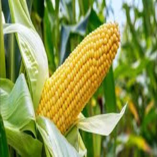 Natural Organic Yellow Maize