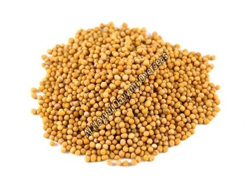 Organic and Healthy Yellow Mustard Seeds