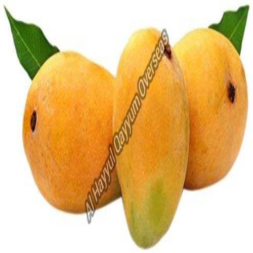 Organic and Natural Fresh Hapus Mango