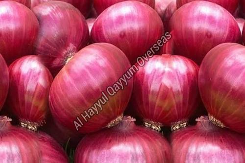 Organic and Natural Fresh Red Onion