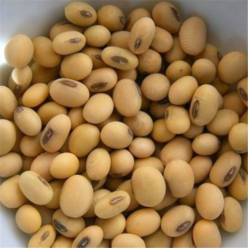 Dried Yellow Soya Beans