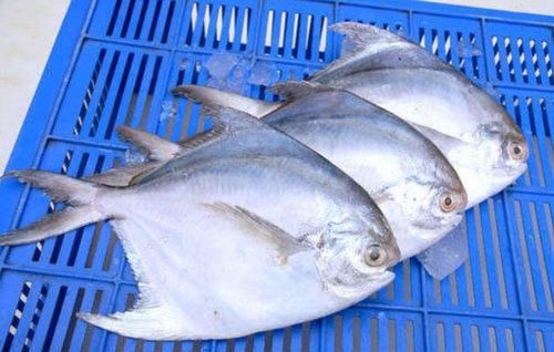 Seafood Fresh Frozen Pomfret Fish