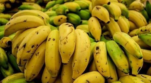 Organic Ripe Fresh Bananas