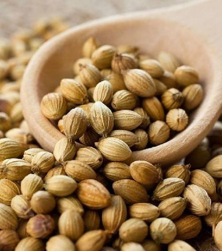 Green Organic And Healthy Coriander Seeds