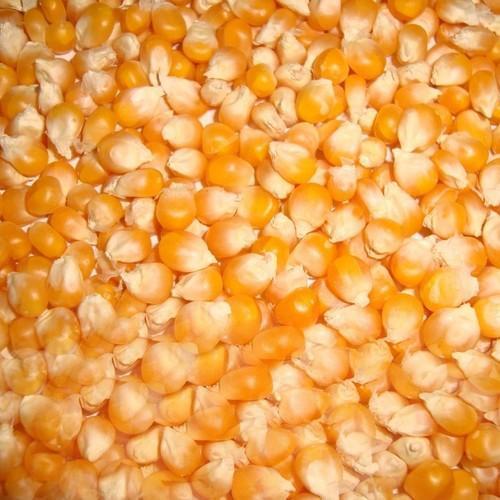 Organic Gluten Free Yellow Maize