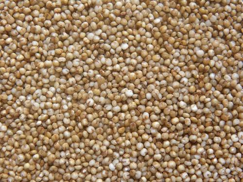 Natural Gluten Free Foxtail Millet