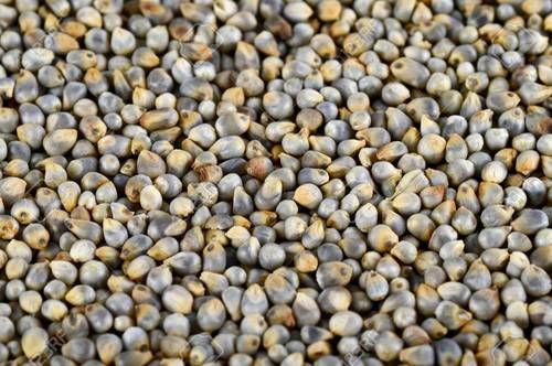 Organic Natural Gluten Free Pearl Millet