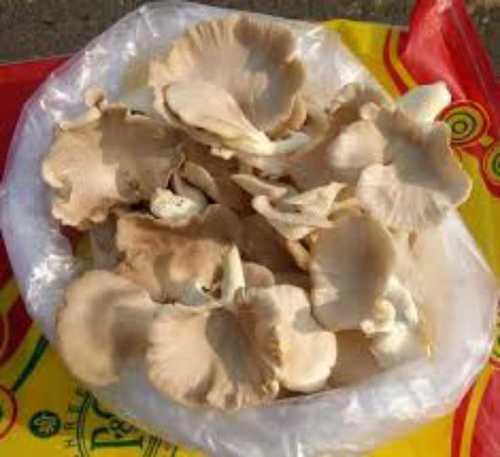 White A Grade Oyster Mushroom