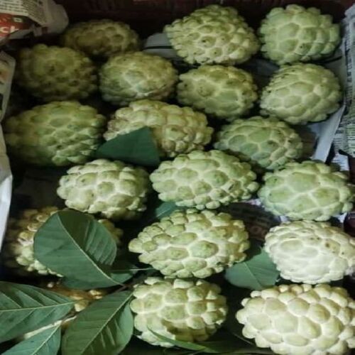 Green Healthy And Natural Fresh Custard Apple