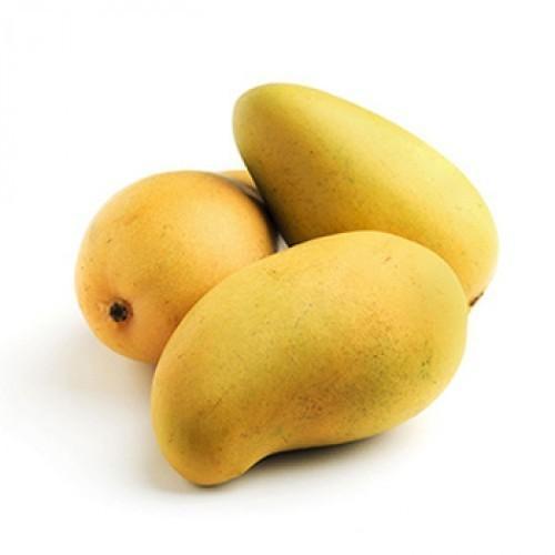 Yellow Healthy And Natural Fresh Kesar Mango 