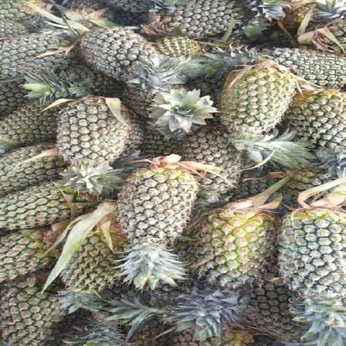 Green Healthy And Natural Fresh Pineapple