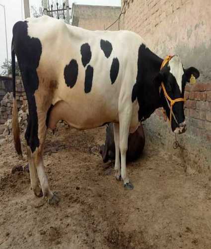 Black And White High Milk Yielding Holstein Friesian Cow