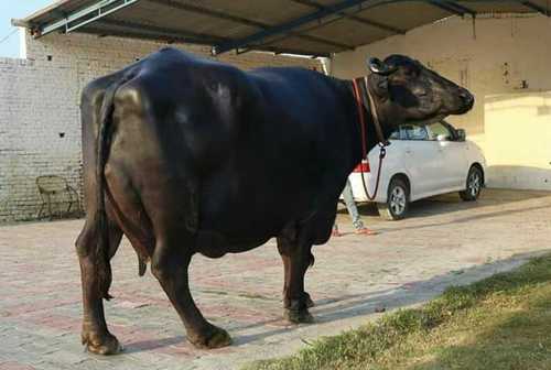 Black High Milk Yielding Murrah Buffalo