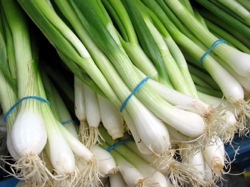 Oval-Round Organic And Natural Fresh Green Onion