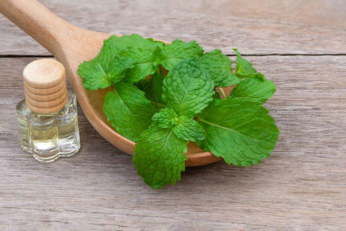 100% Pure Mentha Oil