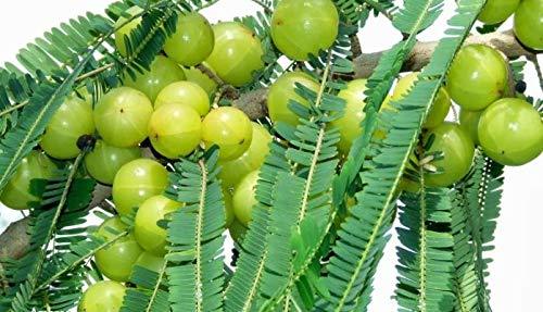 Grafted Amla Garden Plant