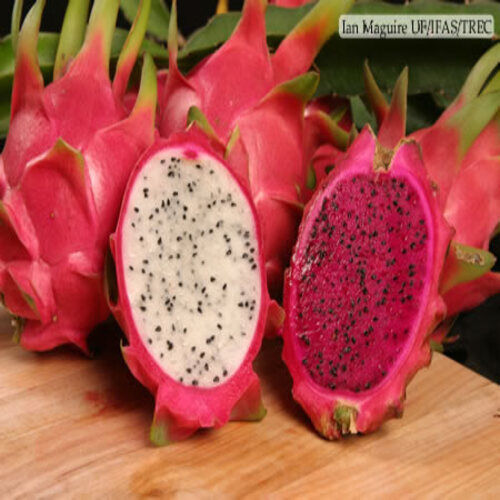 Healthy and Natural Dragon Fruit