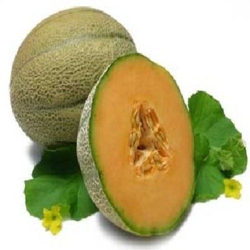 Common Healthy And Natural Fresh Muskmelon